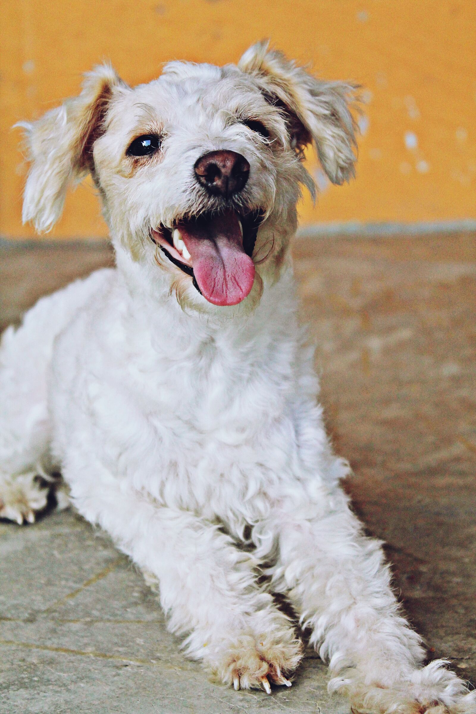Canon EOS 1100D (EOS Rebel T3 / EOS Kiss X50) sample photo. Dog, animals, puppy photography