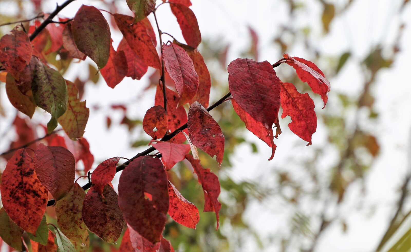 Canon EOS 6D sample photo. Red leaves, colorful, branch photography