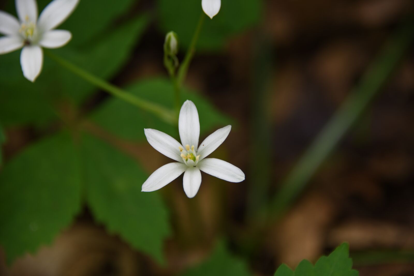Nikon D850 sample photo. Flower, small, white photography