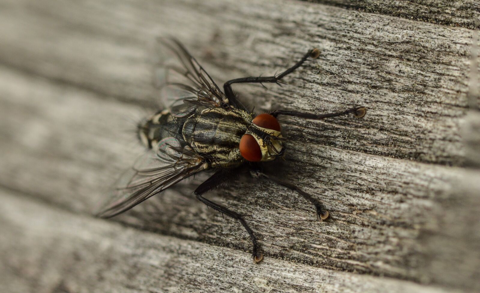 Nikon D3200 sample photo. Fly, macro, insect photography