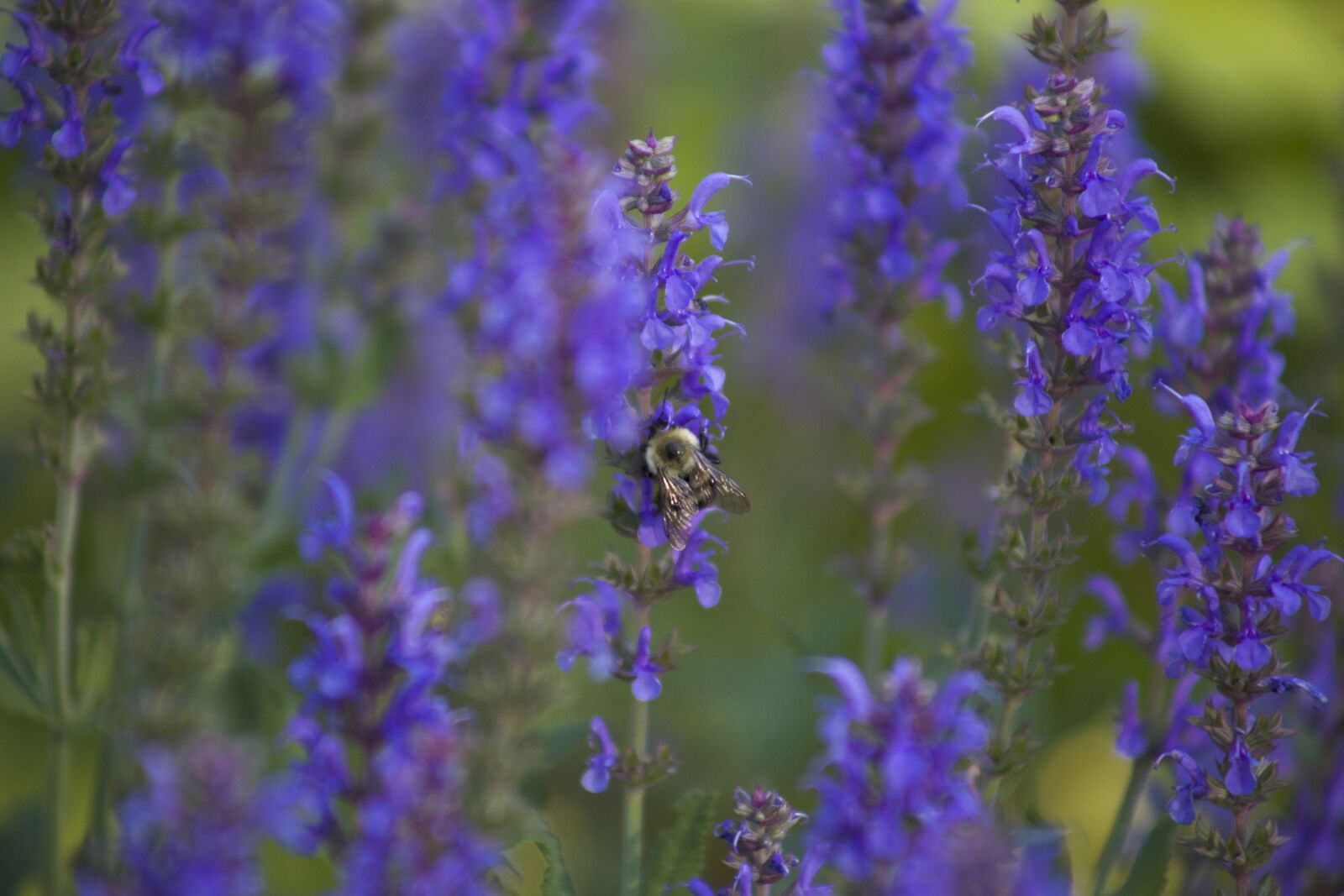 Canon EOS 6D sample photo. Bumblebee, insect, purple flowers photography