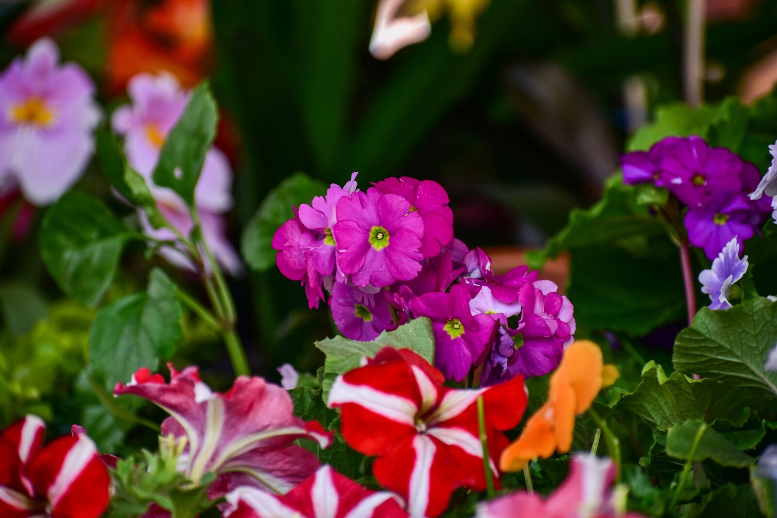 Nikon D3400 sample photo. Flowers, garden, spring photography