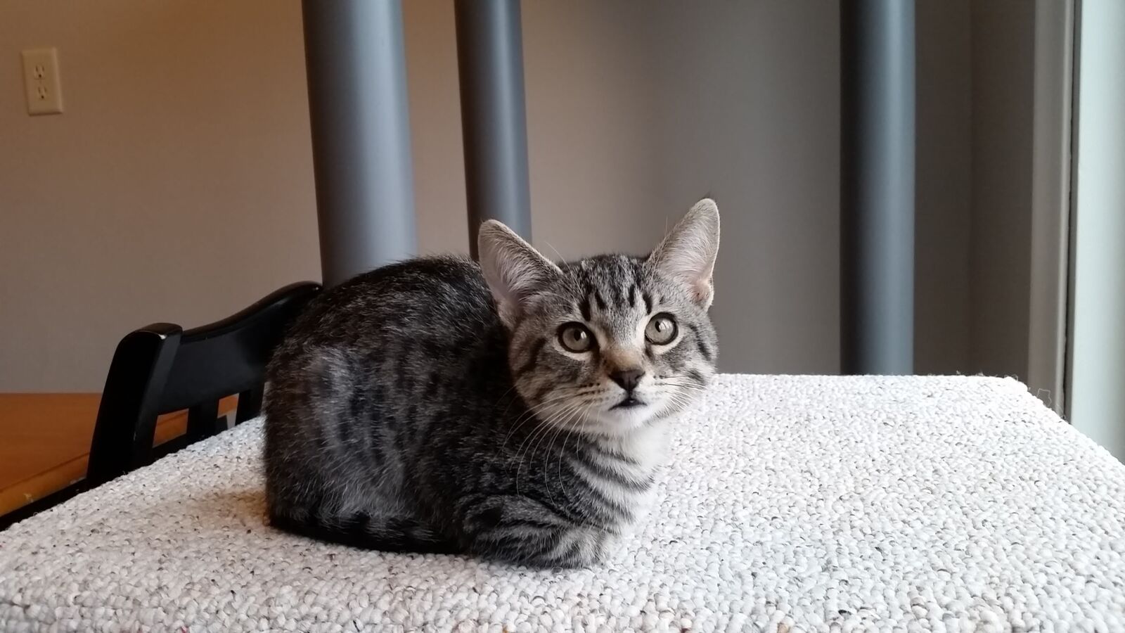 Samsung Galaxy S5 sample photo. Kitten, loaf, tiny photography