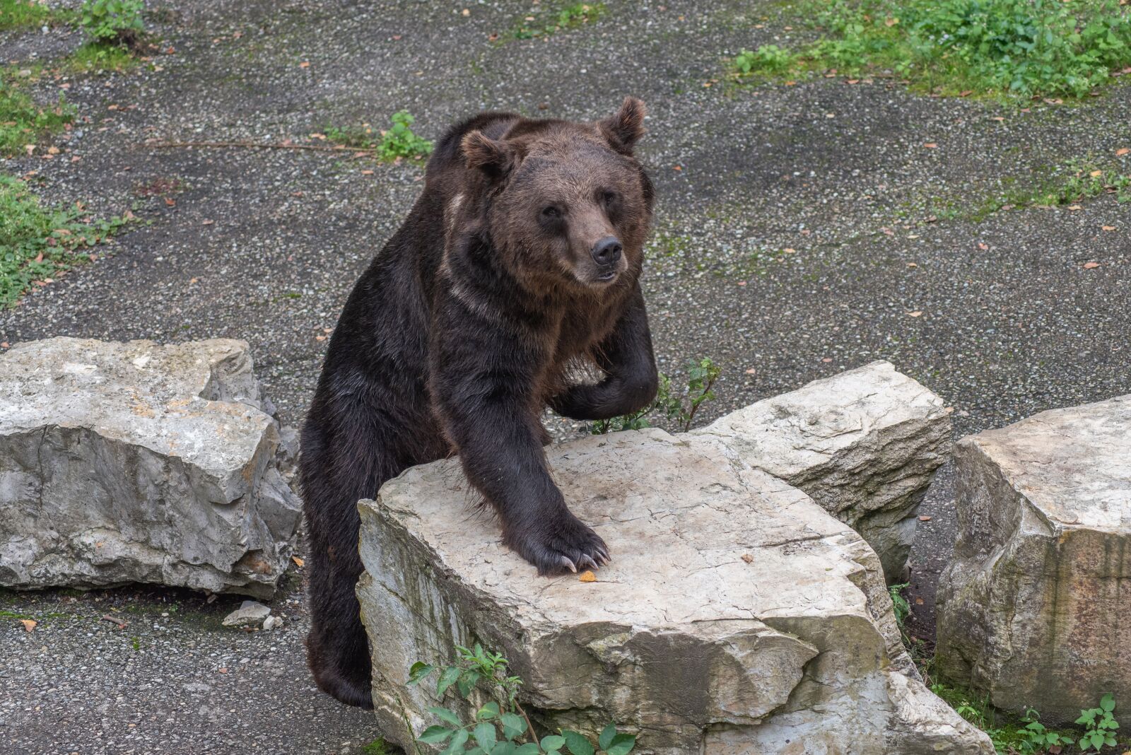 Nikon D750 sample photo. Bear, animal, dangerous photography