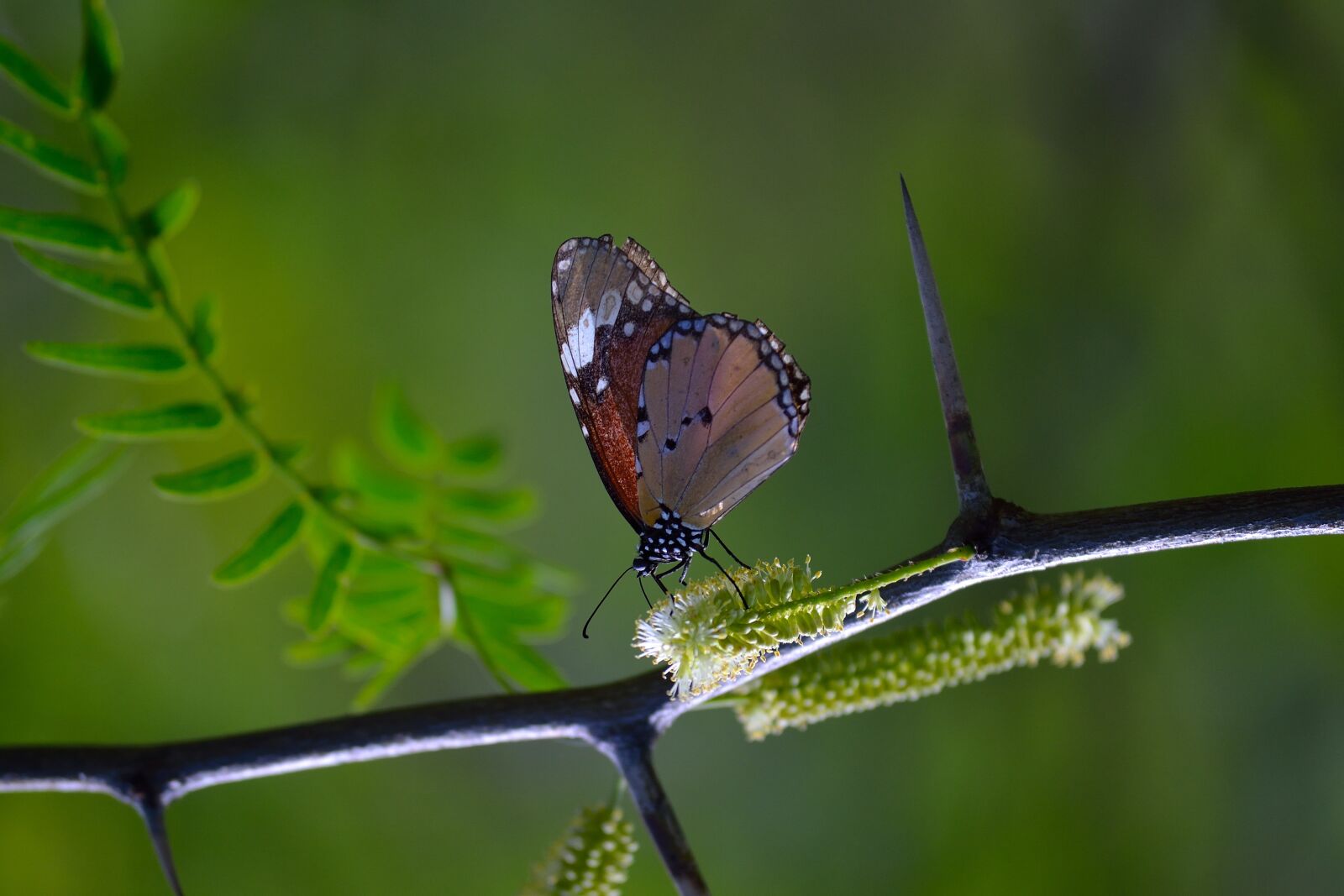 Nikon D3100 sample photo. Monarch butterfly, butterfly on photography