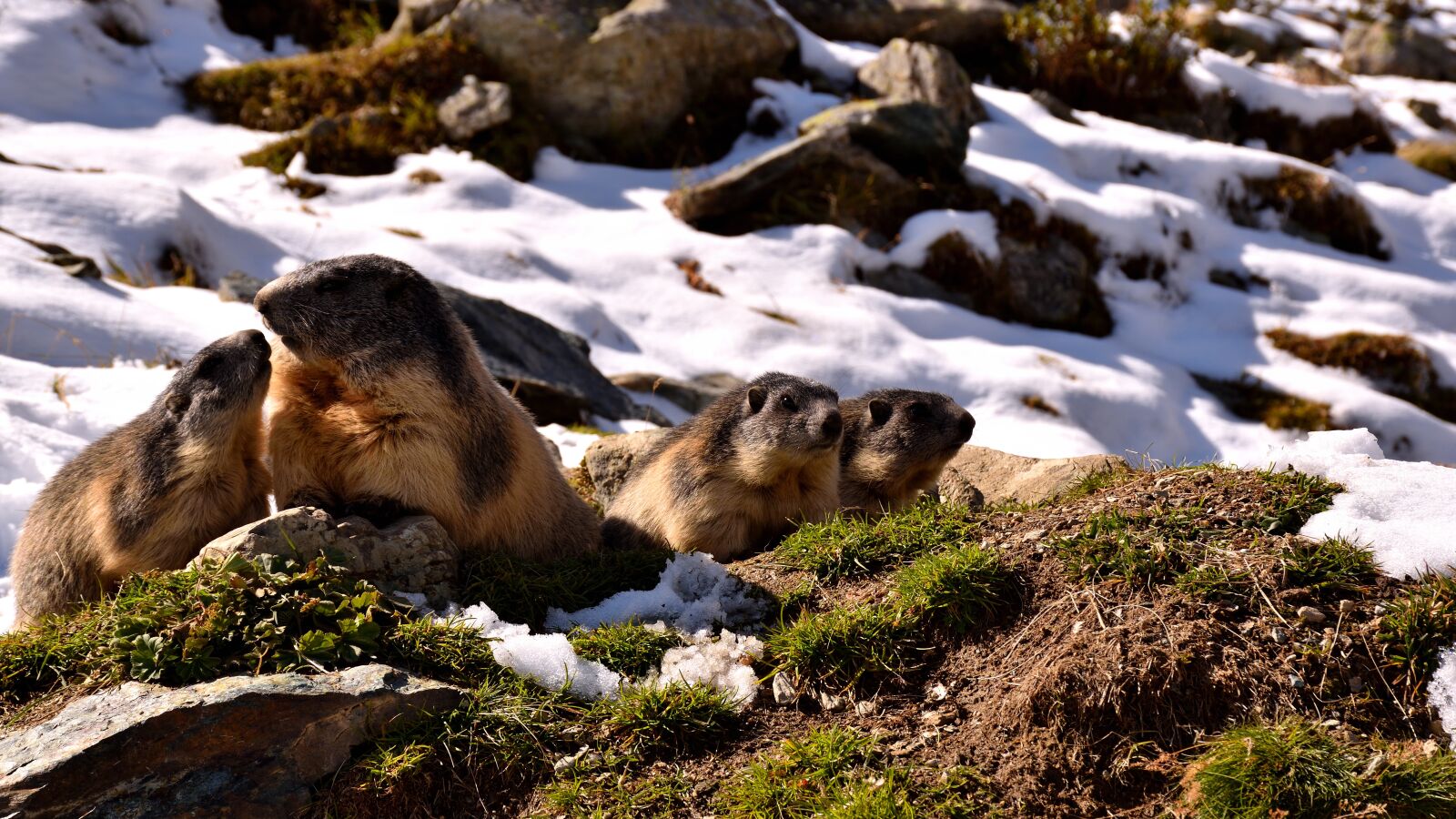 Nikon D5500 sample photo. Marmots, snow, nature photography