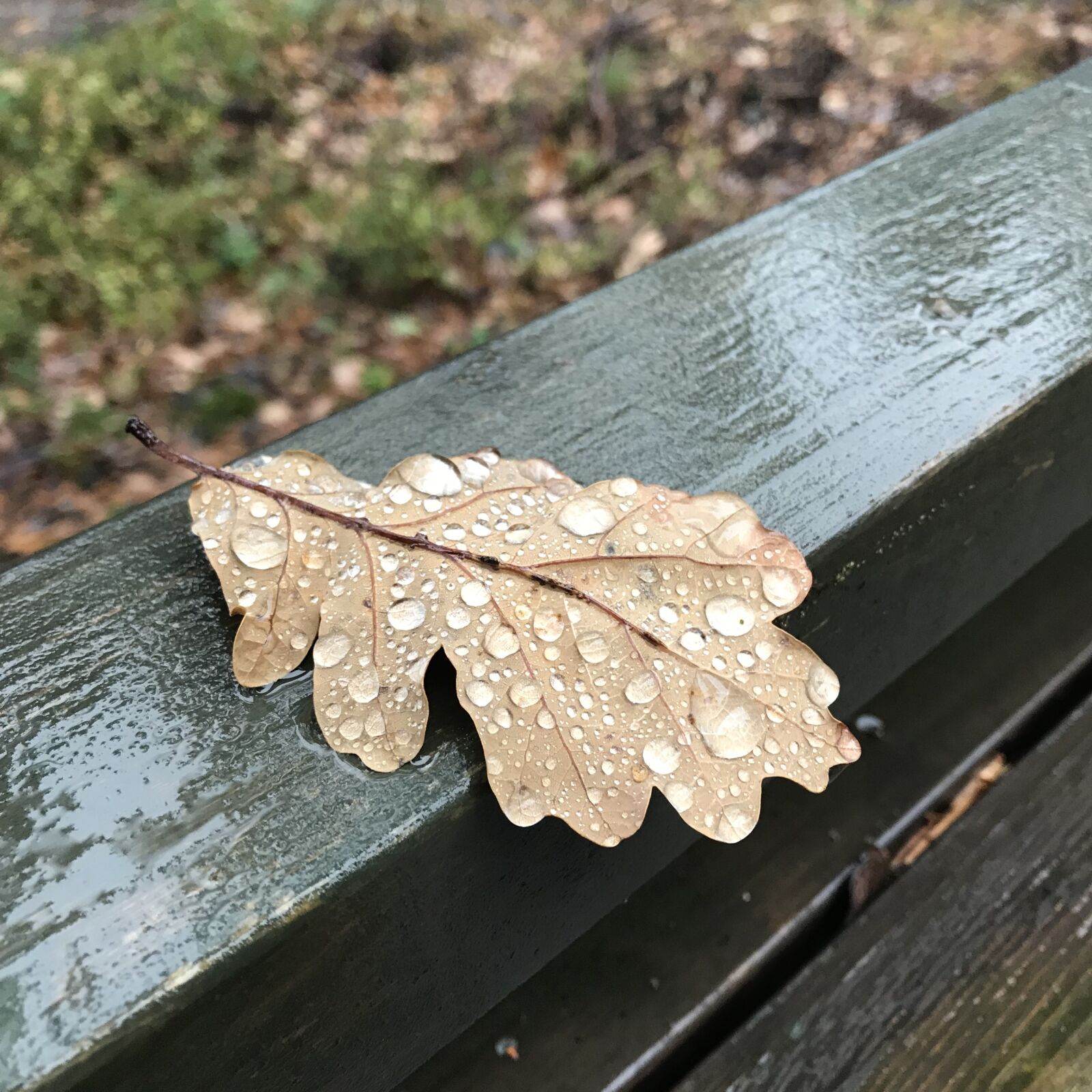 iPhone 7 Plus back dual camera 3.99mm f/1.8 sample photo. Oak, leaf, raindrop photography
