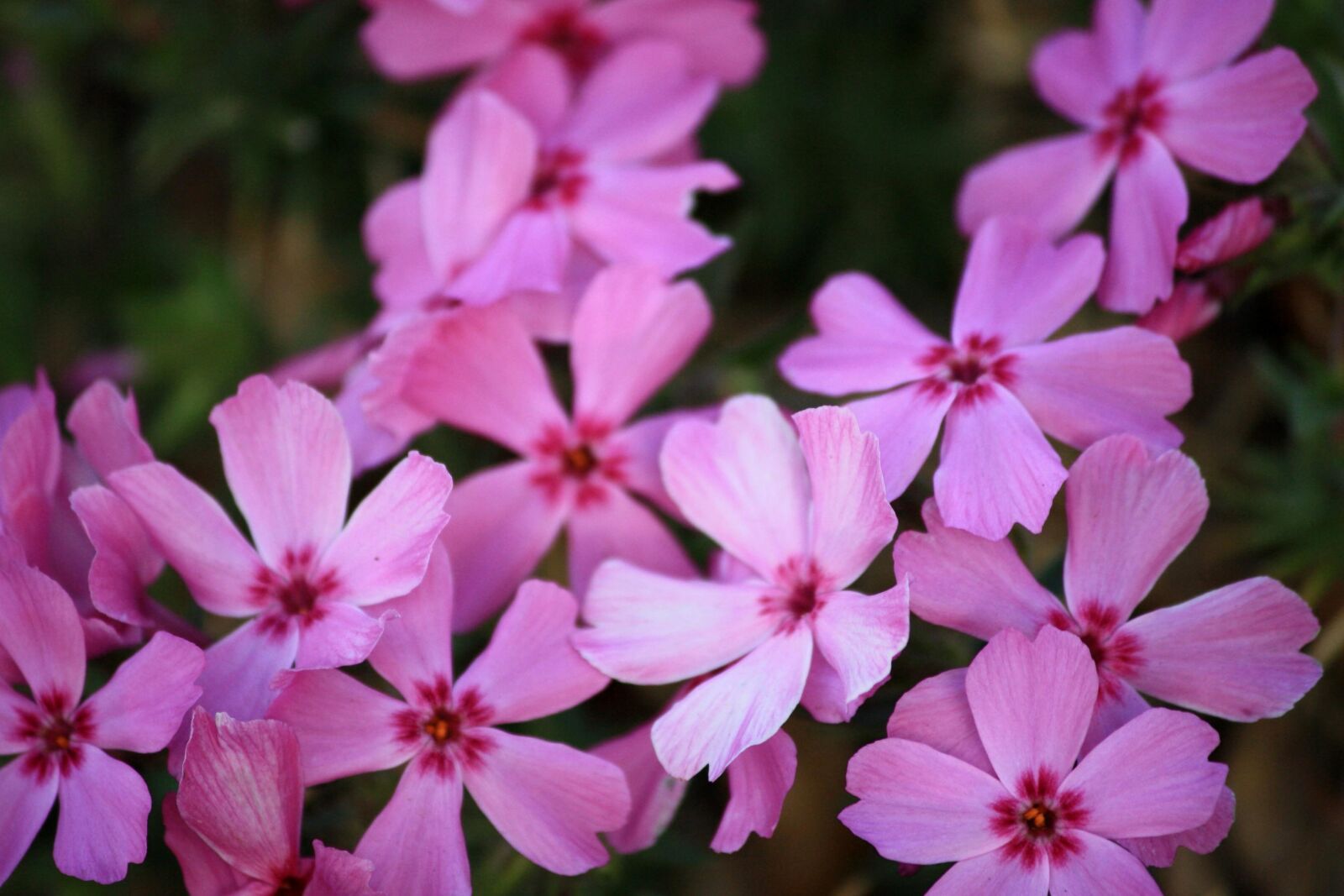 Canon EOS 1000D (EOS Digital Rebel XS / EOS Kiss F) + f/4-5.6 IS II sample photo. Pink flowers, creping phlox photography
