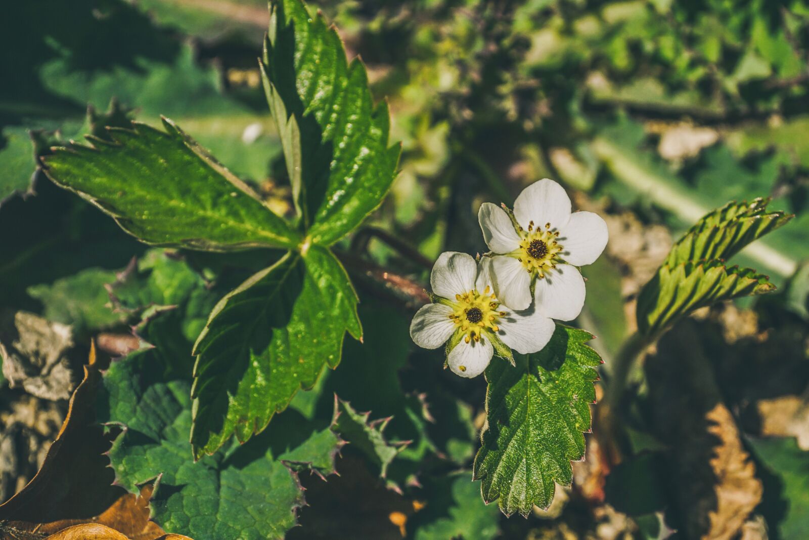 Sony DT 18-135mm F3.5-5.6 SAM sample photo. Wild strawberries, blossom, bloom photography