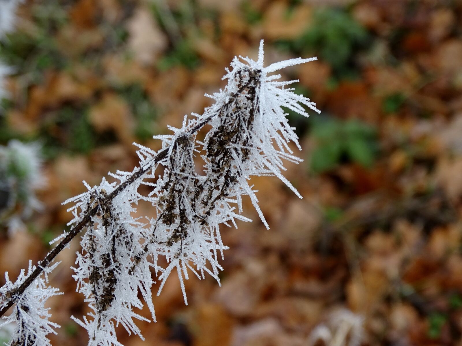 Sony Cyber-shot DSC-HX400V sample photo. Hoarfrost, frost, frozen photography