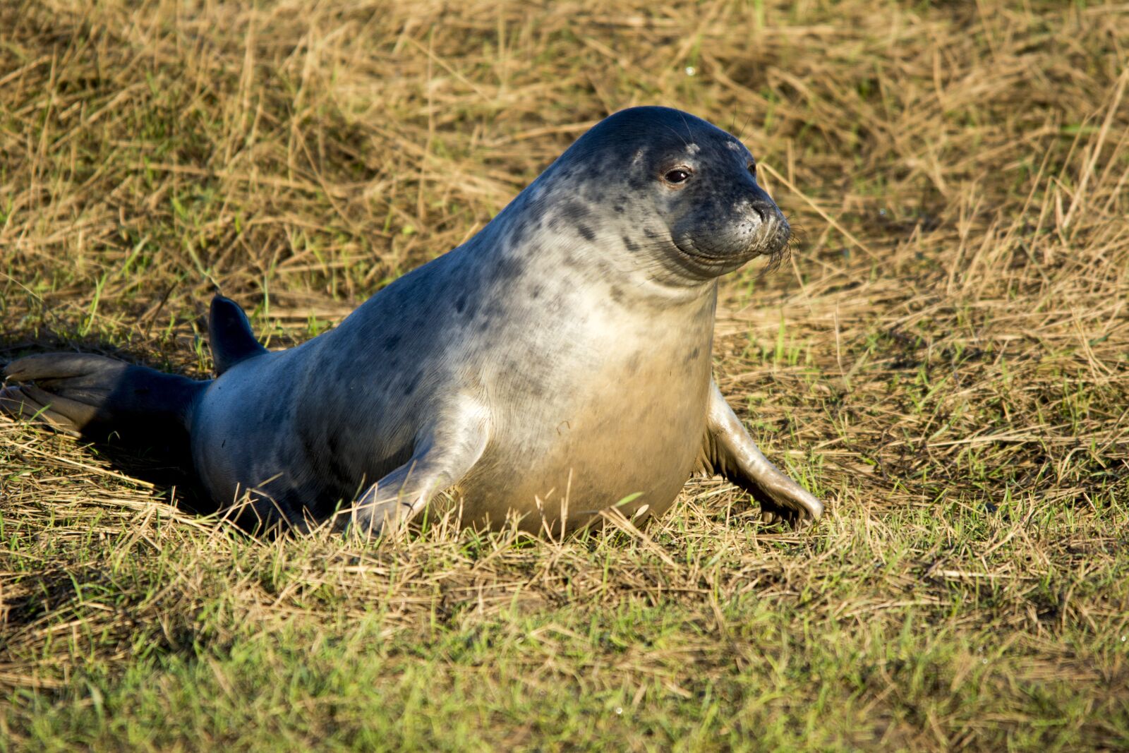 Nikon D5200 sample photo. Seal, wildlife, mammal photography