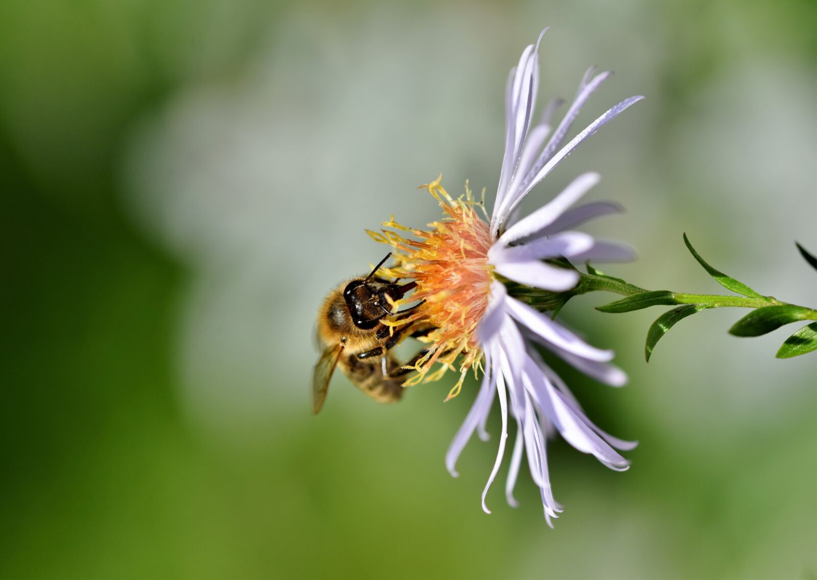 Nikon D7200 sample photo. Bee, honey bee, insect photography
