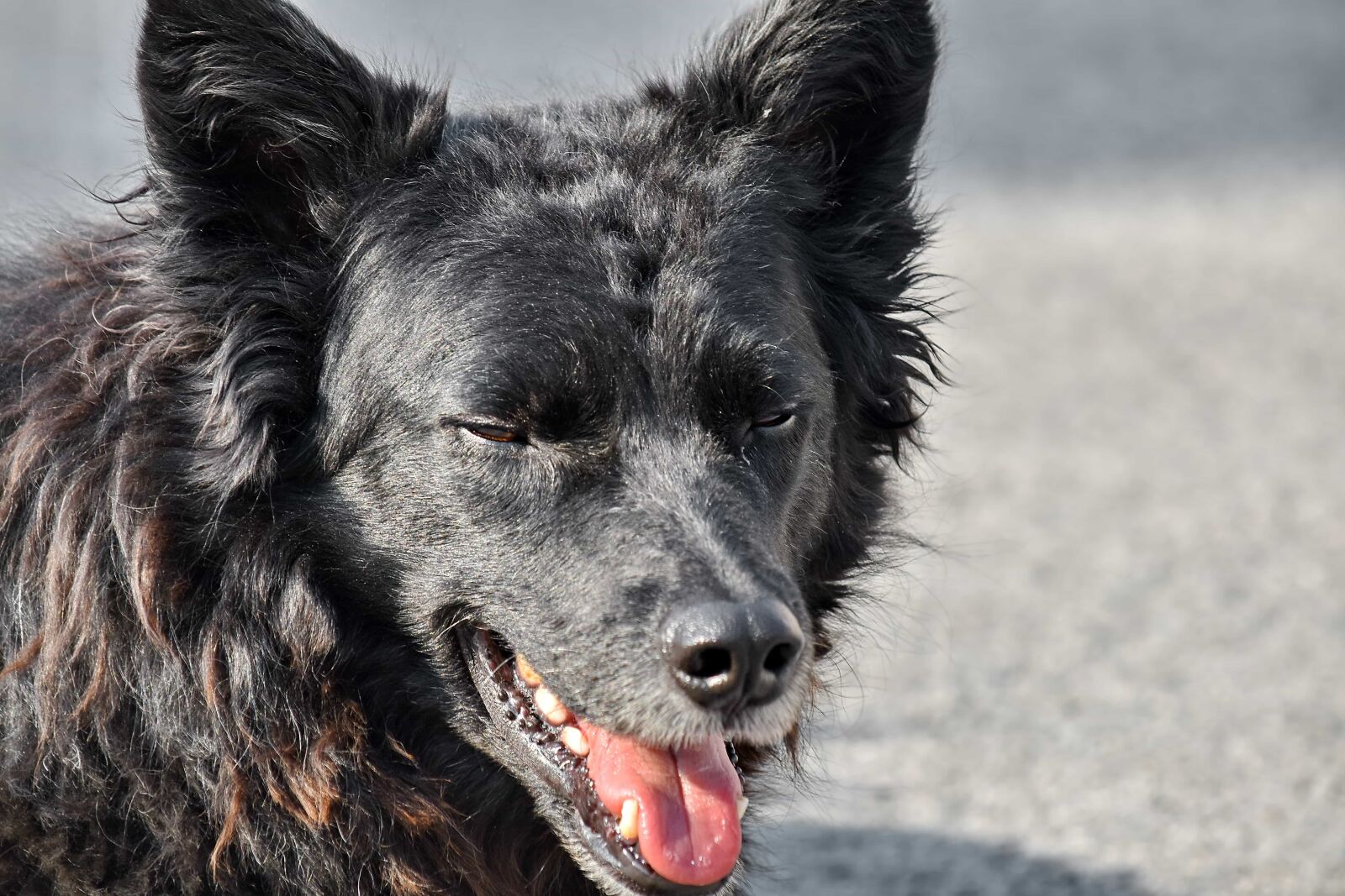 Nikon D5500 sample photo. Dog, nose, pedigree, purebred photography