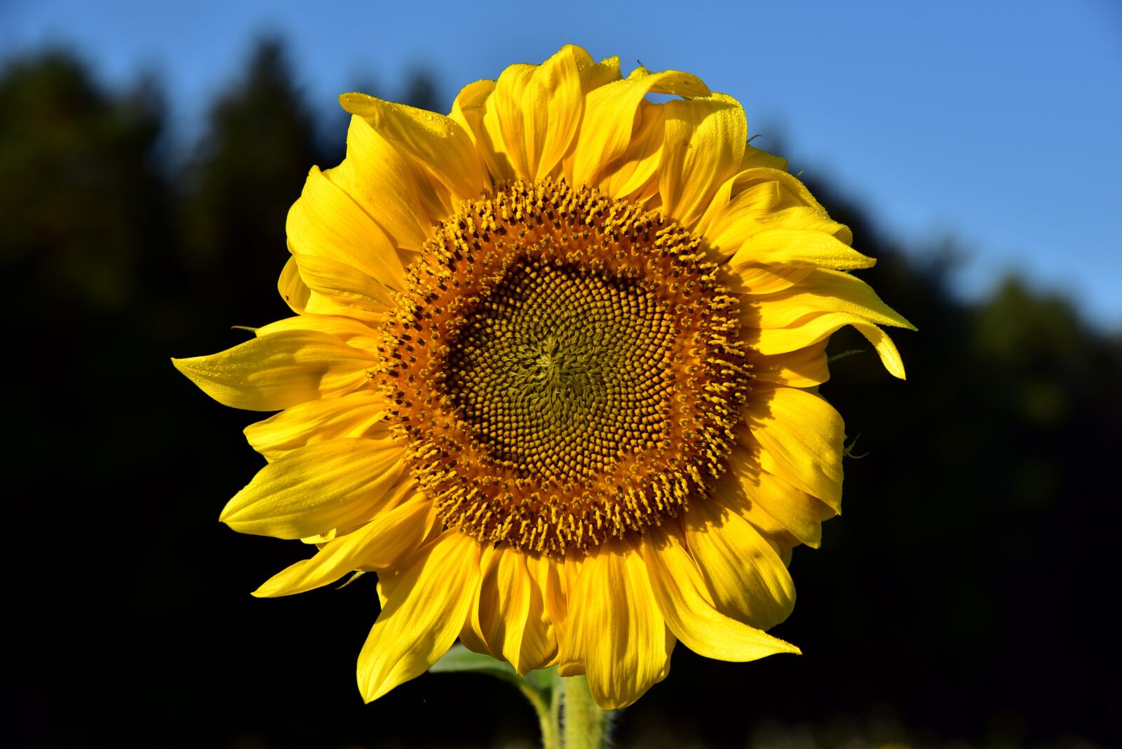 Nikon D750 sample photo. Sunflower, round, yellow photography