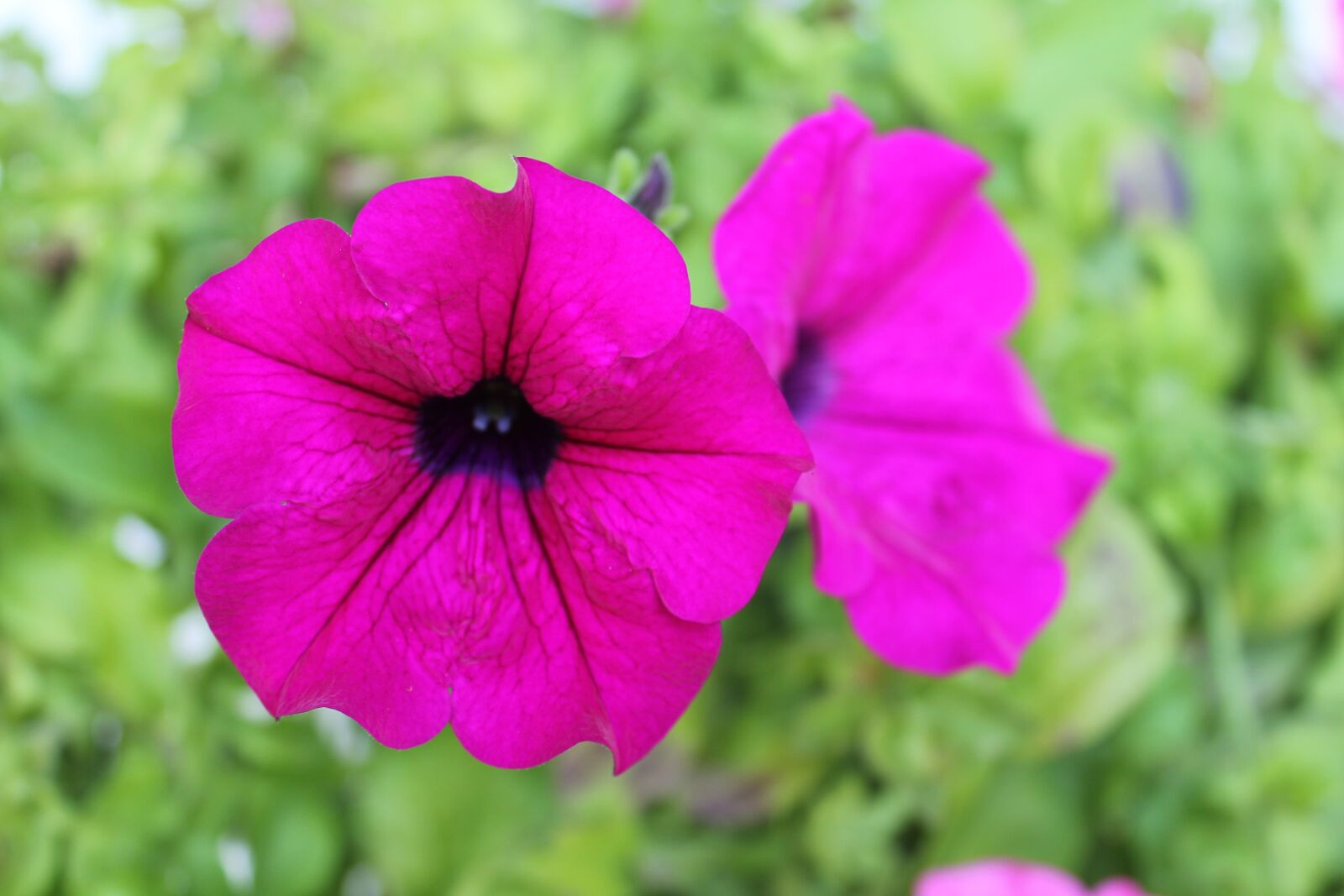 Canon EOS 60D sample photo. Pink, blossom, bloom photography