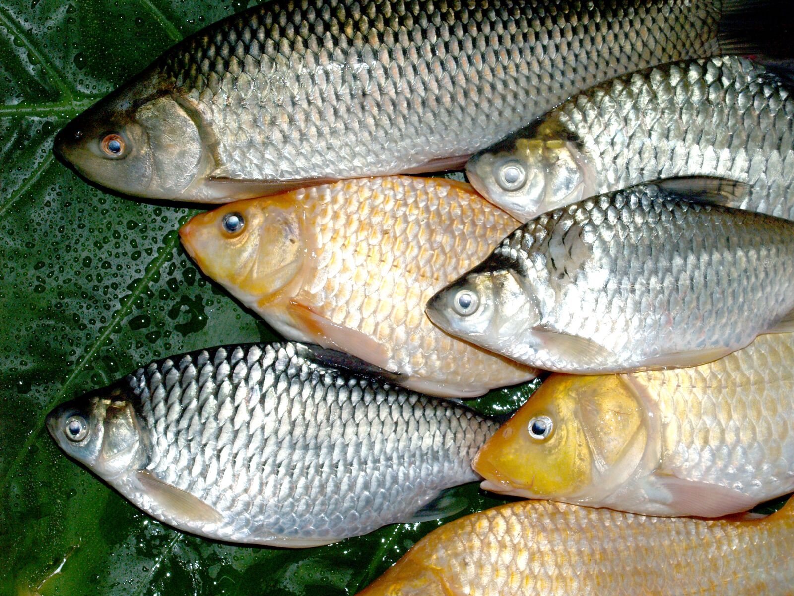Olympus E-300 (EVOLT E-300) sample photo. Fish, carp, meal photography