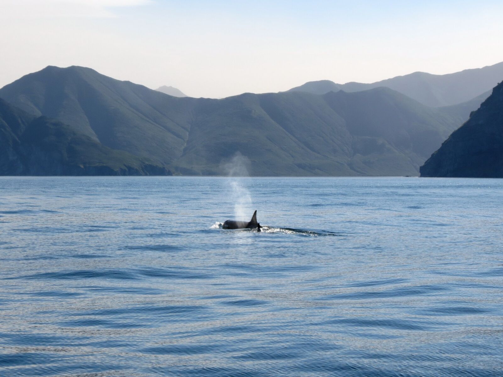Canon PowerShot SX40 HS sample photo. Orcas, fish, ocean photography