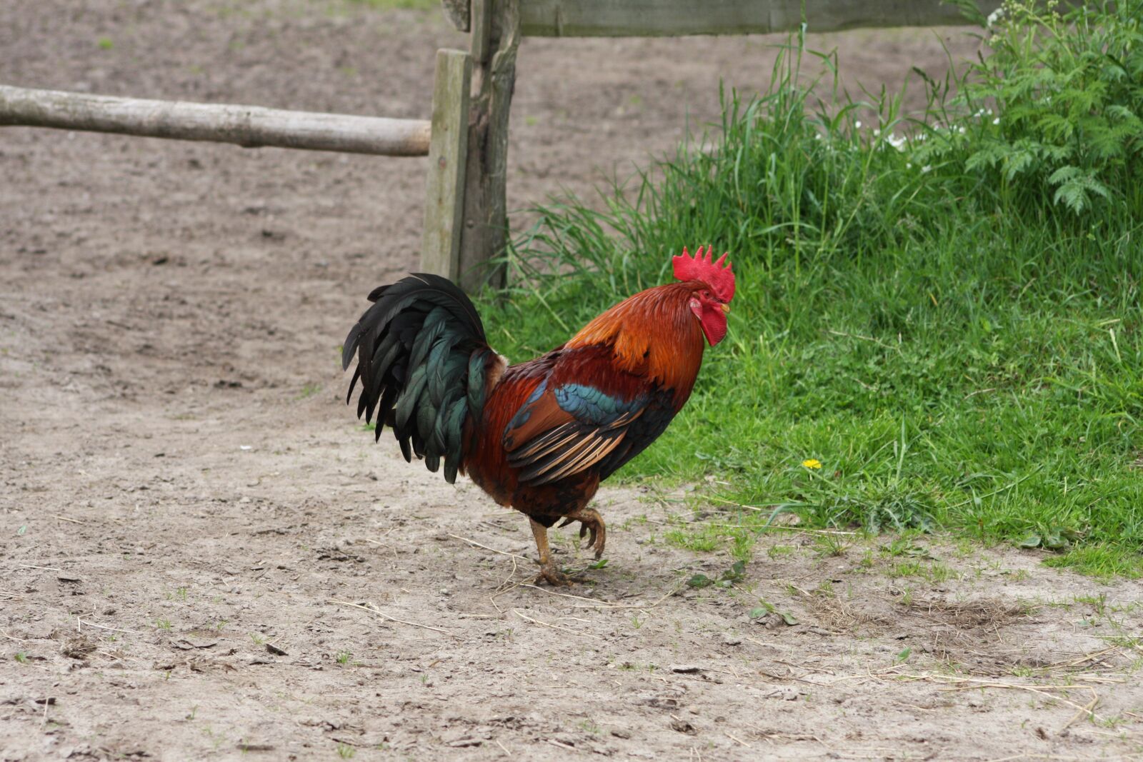 Canon EOS 40D sample photo. Hahn, nature, farm photography