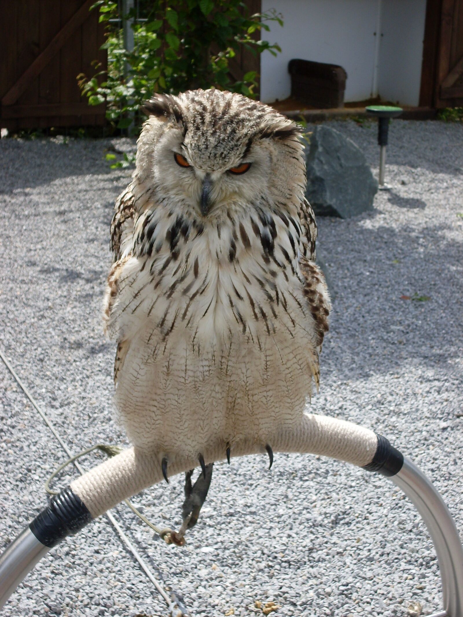 Samsung KENOX S760  / Samsung S760 sample photo. Owl, eagle owl, forest photography