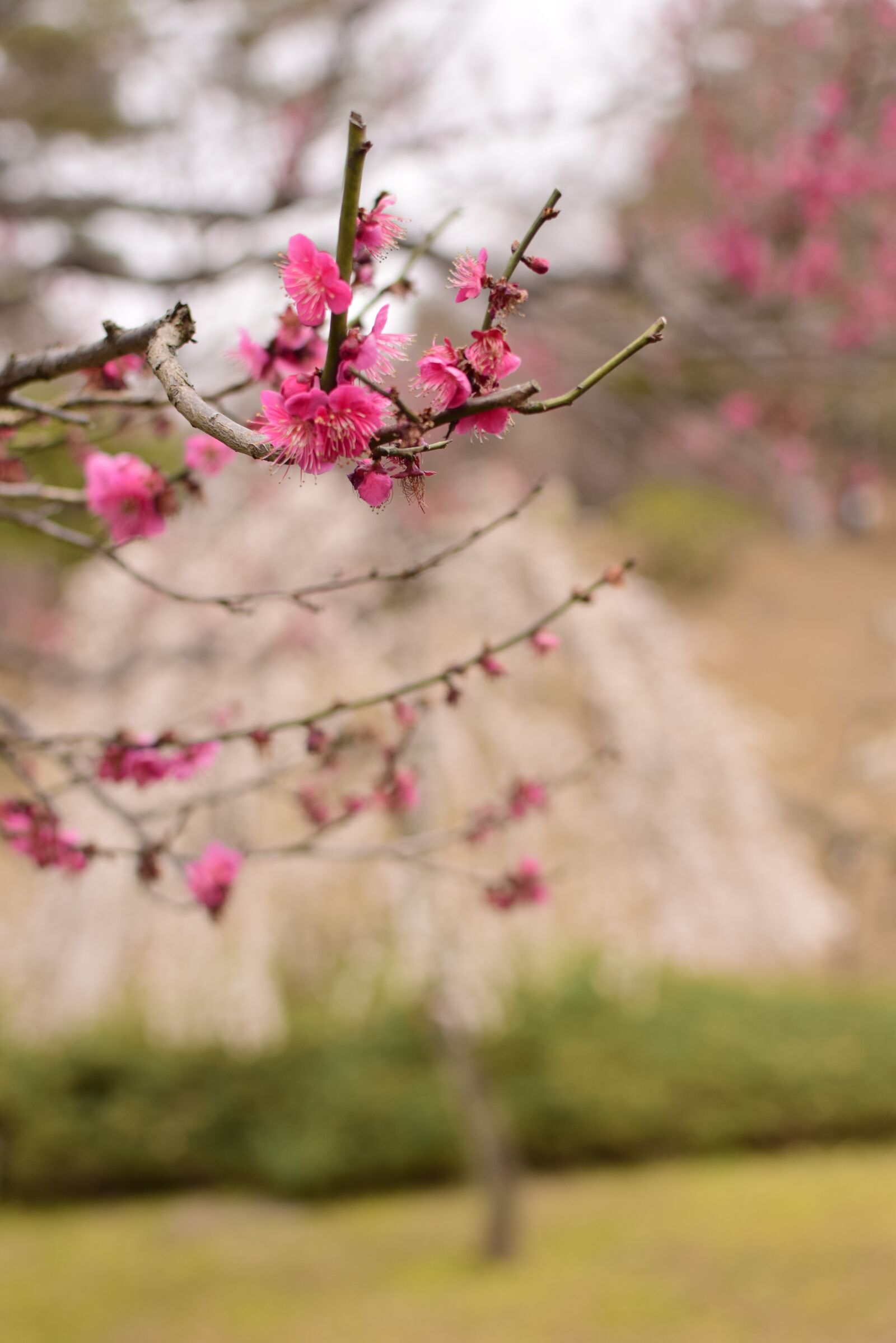 Nikon D5300 sample photo. Plum, flowers, extension tubes photography