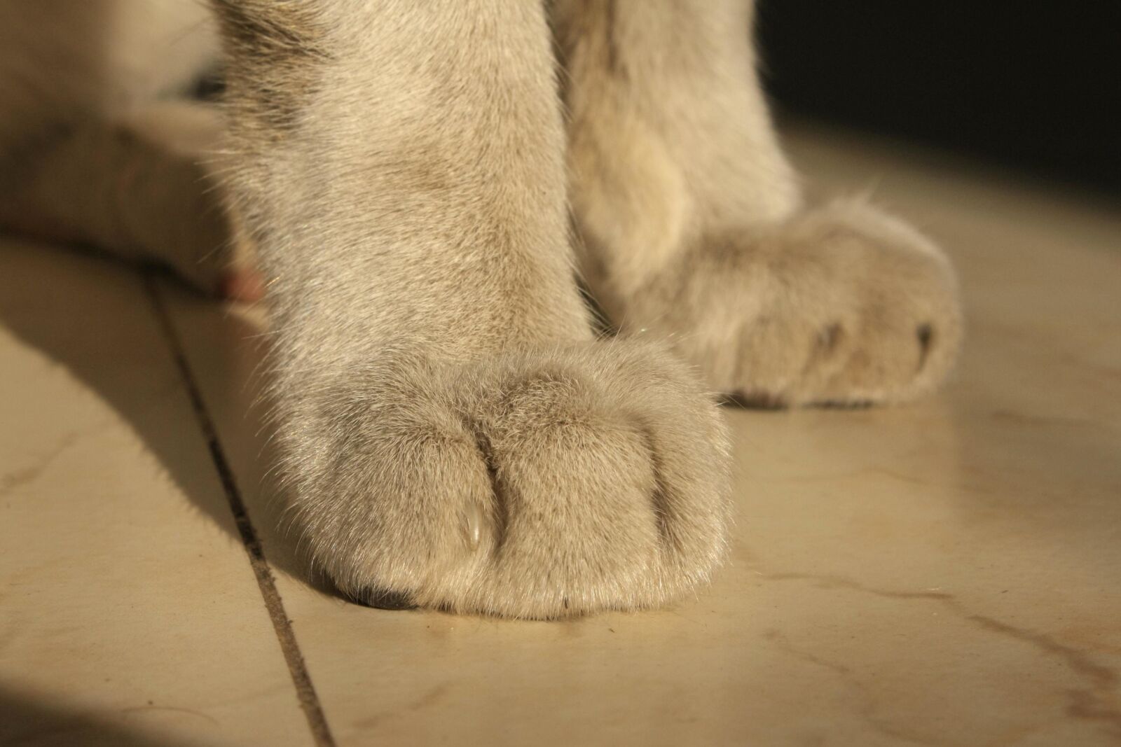 Canon EOS 1000D (EOS Digital Rebel XS / EOS Kiss F) sample photo. Cat, paw, pet, animal photography
