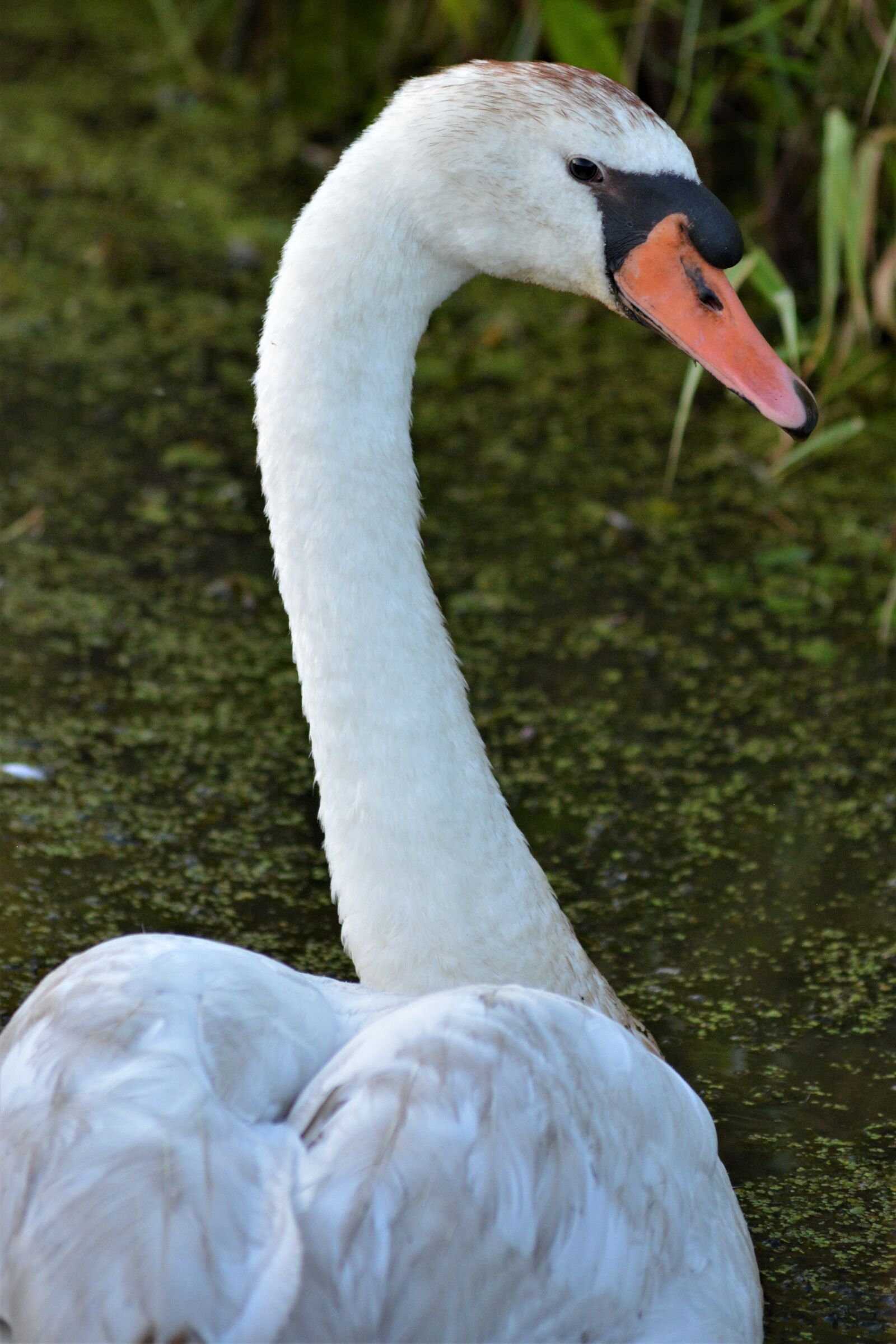Nikon D5200 sample photo. Swan, swan head, water photography
