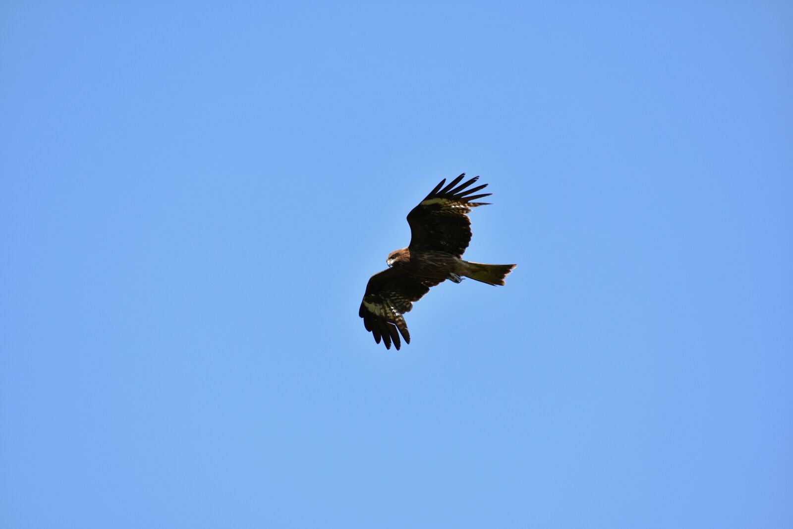 Nikon D7200 sample photo. Animal, sky, bird photography