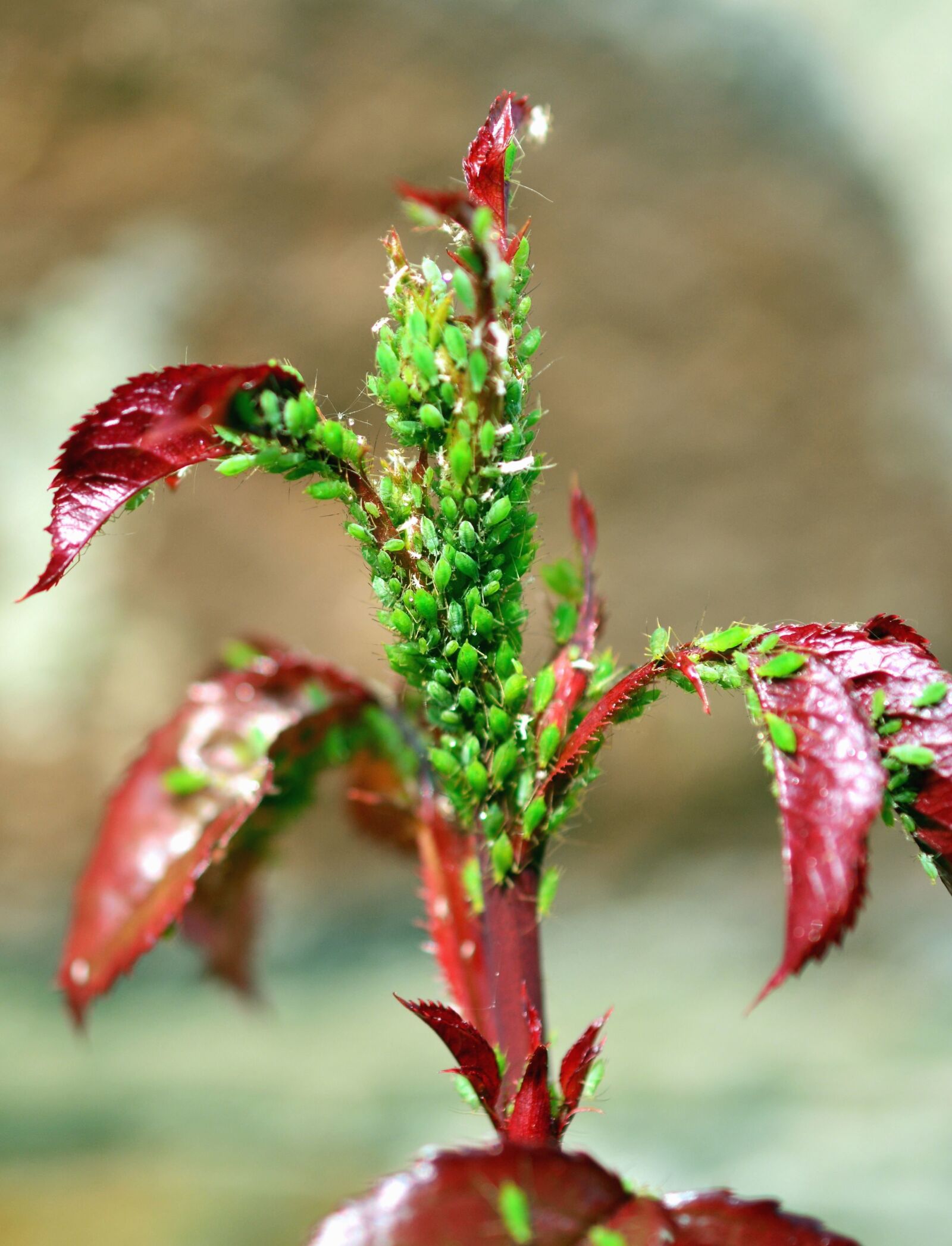 Nikon D5200 sample photo. Plant, leaf, flower, insect photography