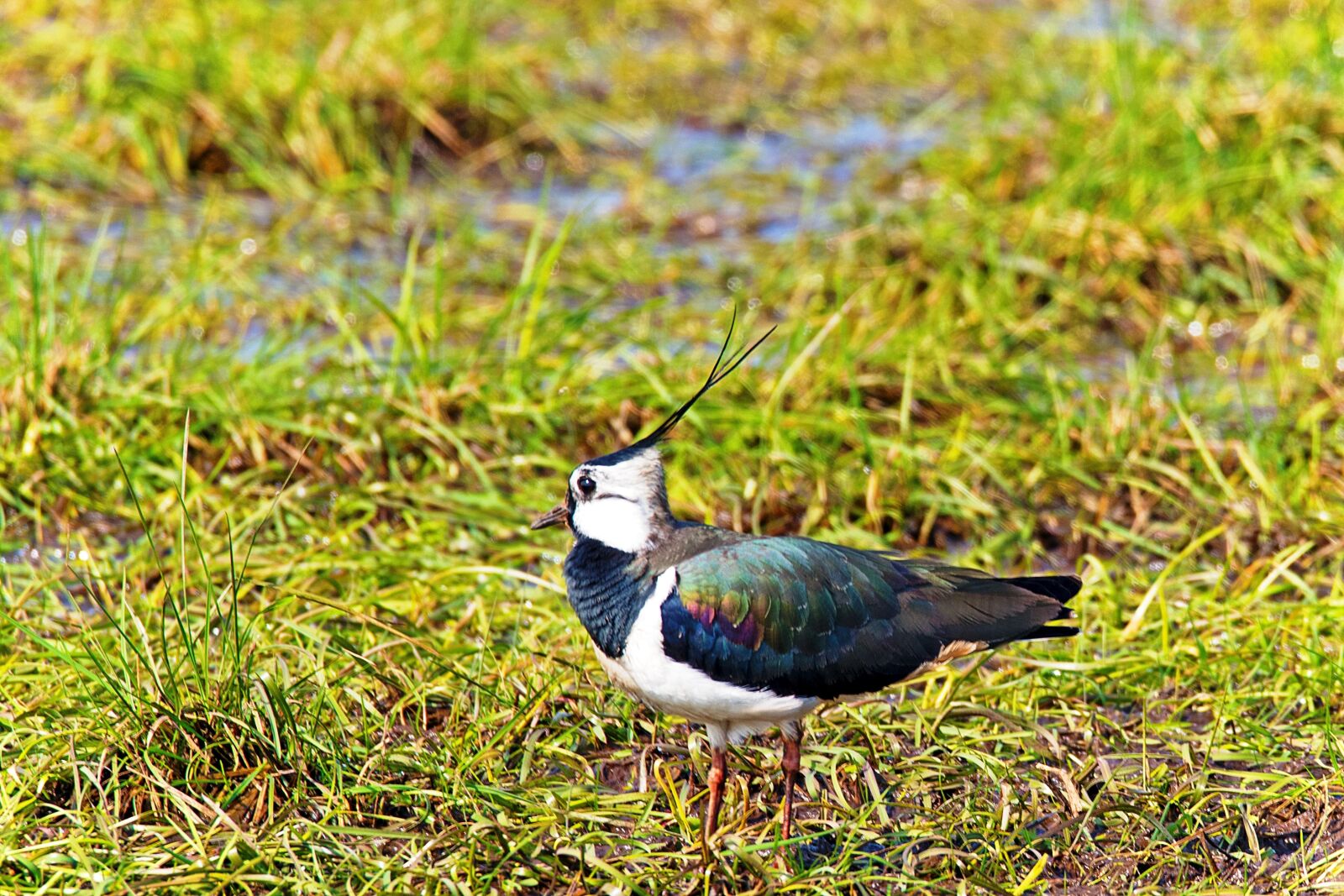 Nikon D750 sample photo. Lapwing, bird, animal photography