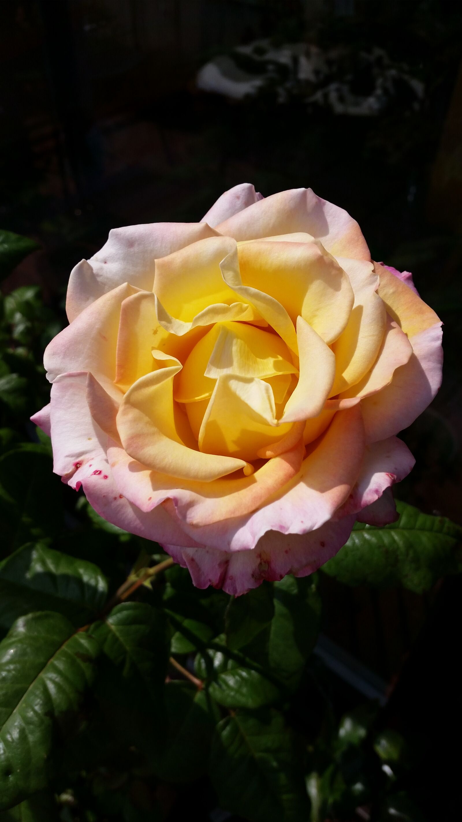Samsung Galaxy S5 sample photo. Rose, yellow, orange photography