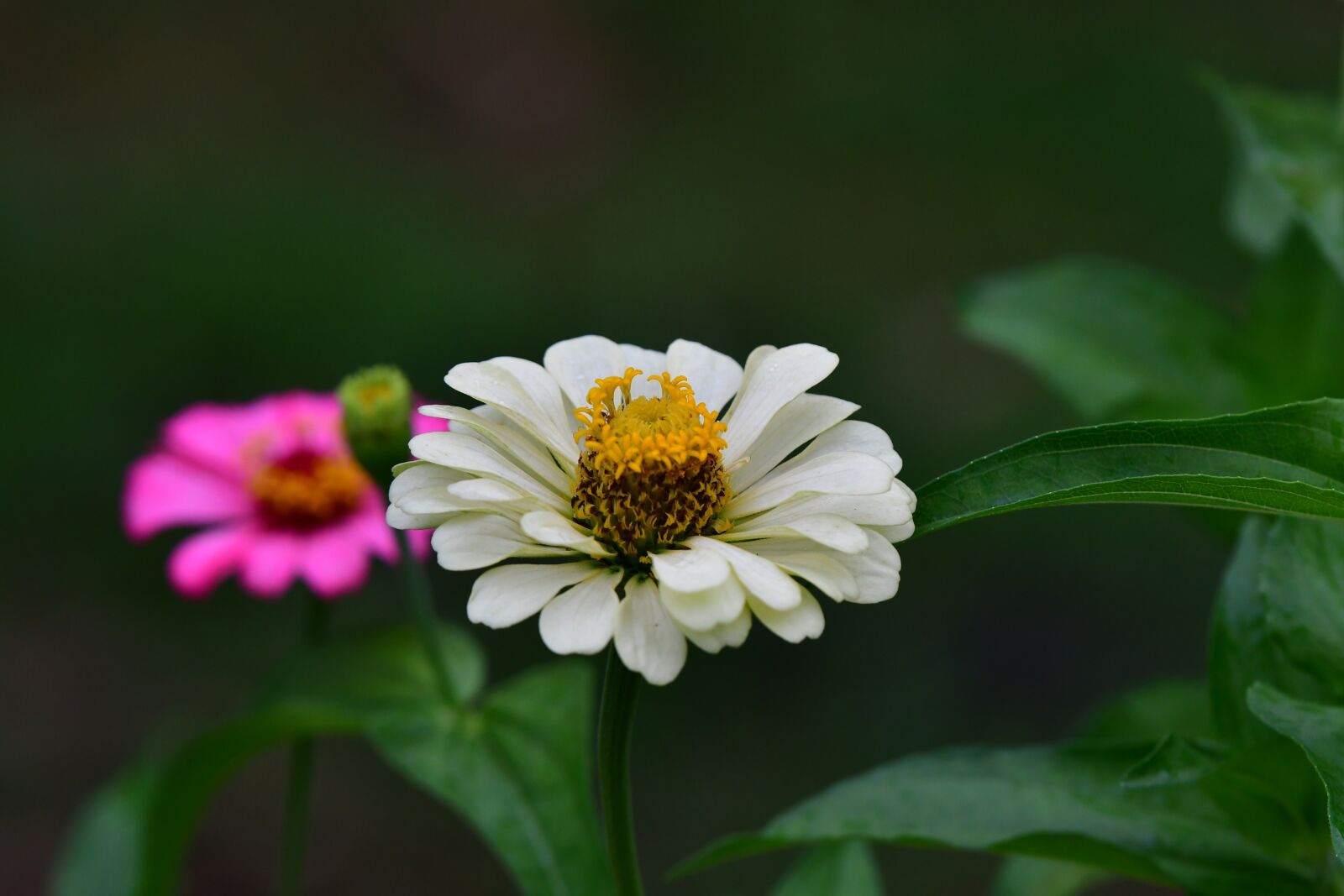 Nikon D500 sample photo. Zinnia flowers, white petals photography