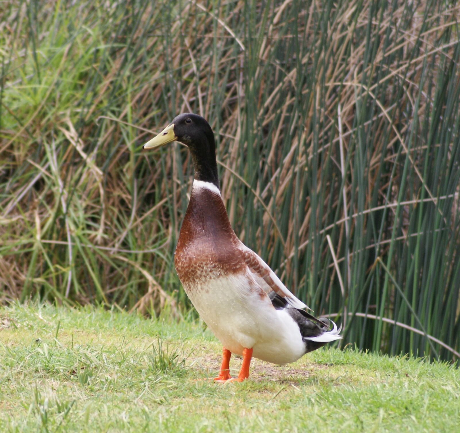 Sony Alpha DSLR-A200 sample photo. Duck, pond, male photography