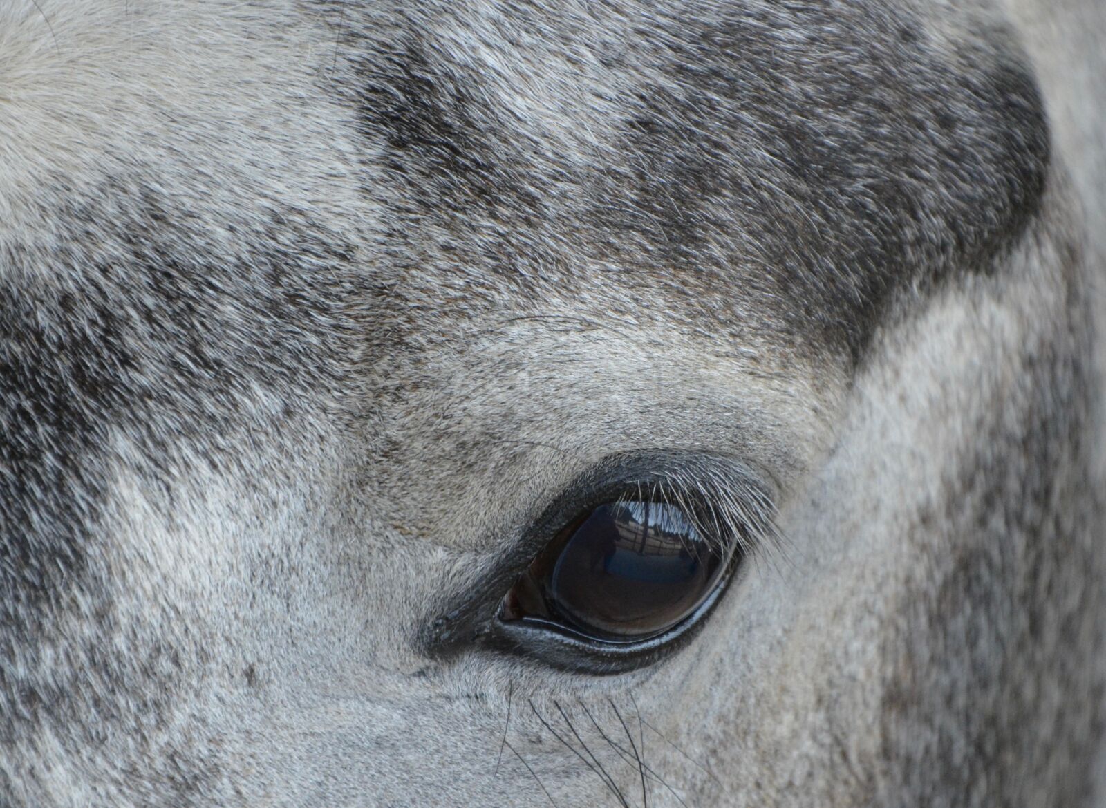 Nikon D5200 sample photo. Horse, head portrait, horse photography