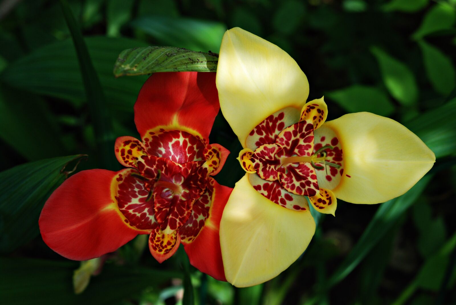 Nikon D80 sample photo. Tigridia peacock, flower one photography