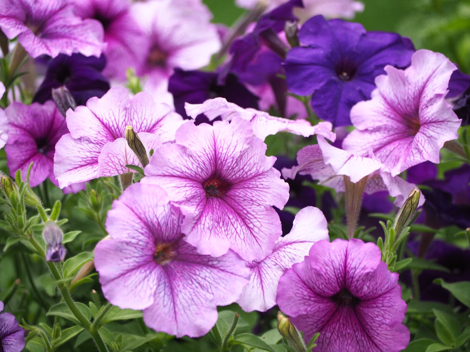 Olympus OM-D E-M10 sample photo. Flower, garden, spring photography