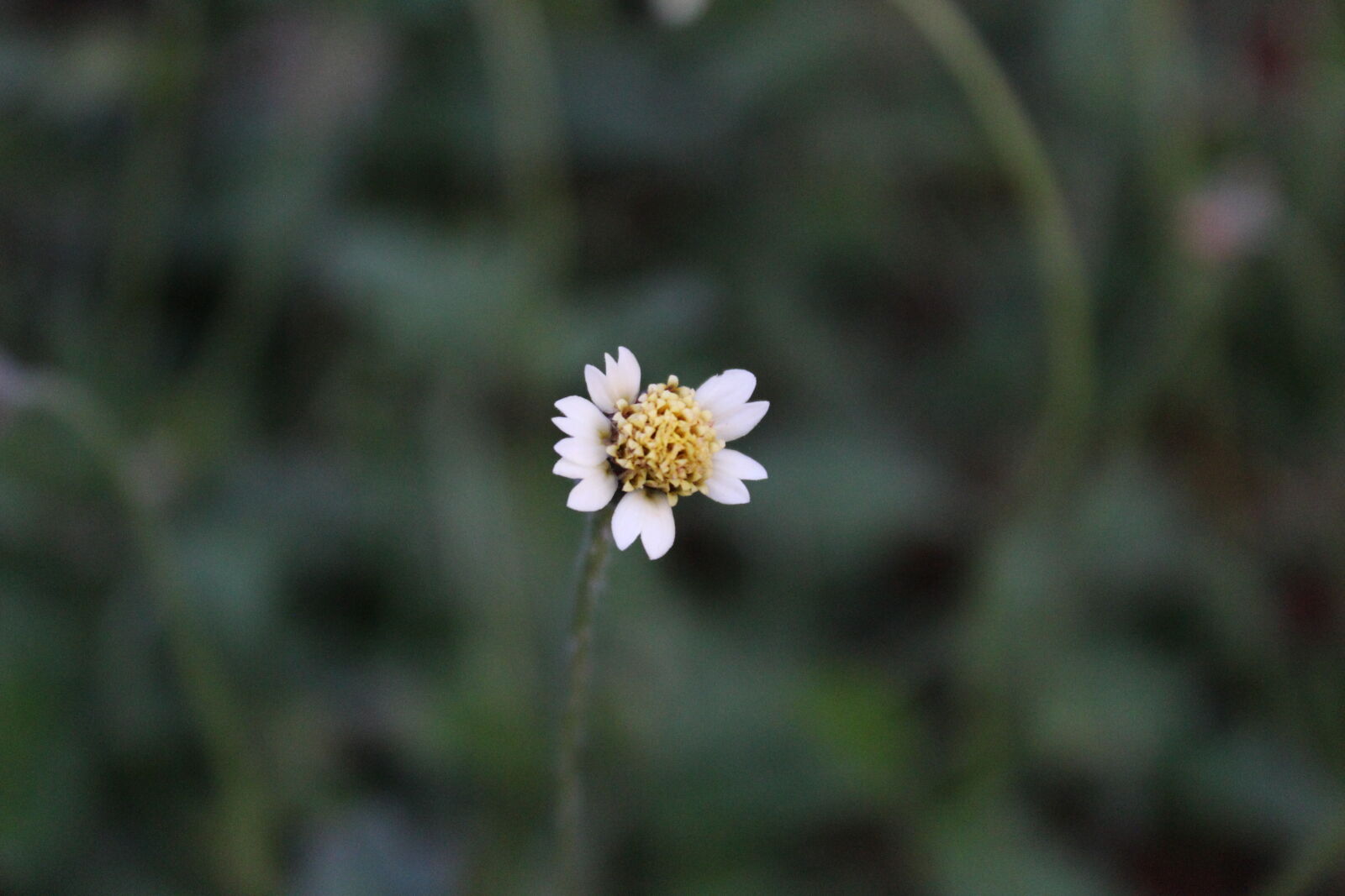 Canon EOS 1300D (EOS Rebel T6 / EOS Kiss X80) sample photo