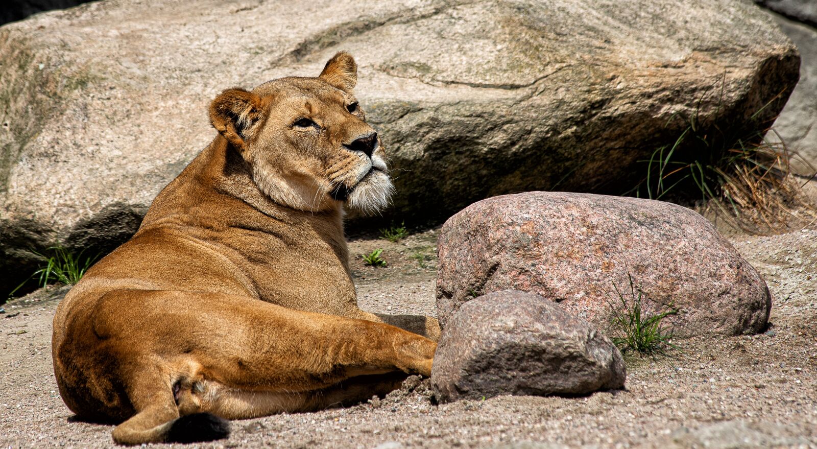 Canon EF 70-300mm F4-5.6 IS USM sample photo. Lioness, mammal, animal photography