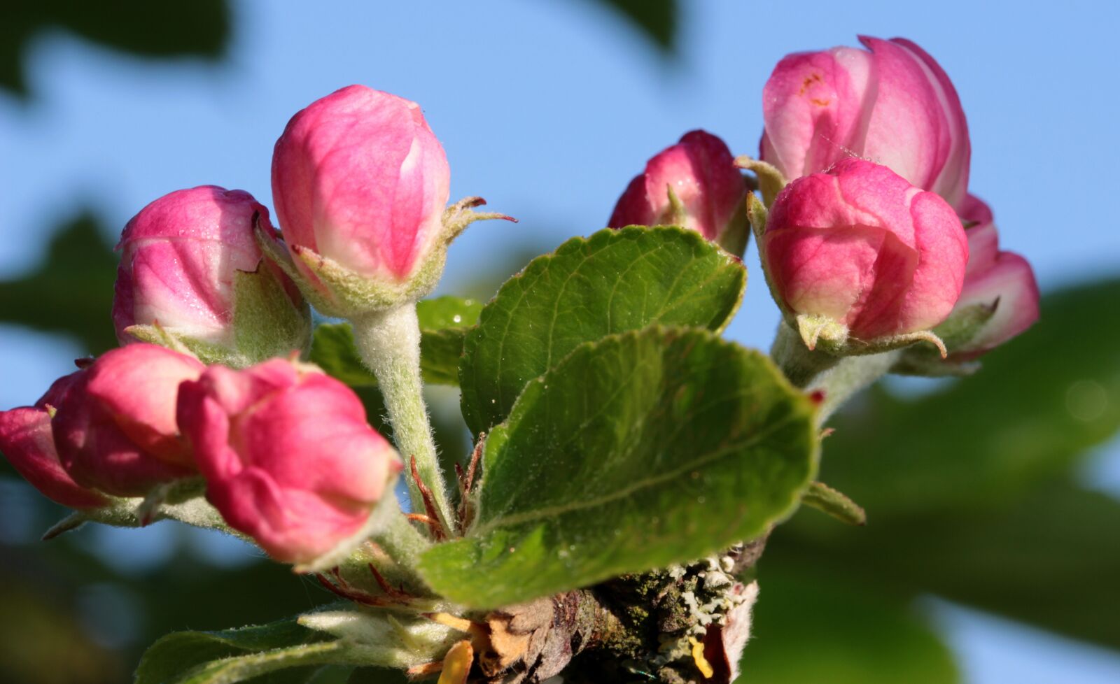 Canon EOS 650D (EOS Rebel T4i / EOS Kiss X6i) sample photo. Apple tree blossom, apple photography