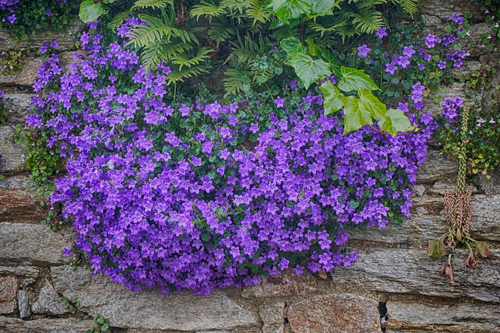 Sony a6000 sample photo. Flowers, campanules, flowering photography