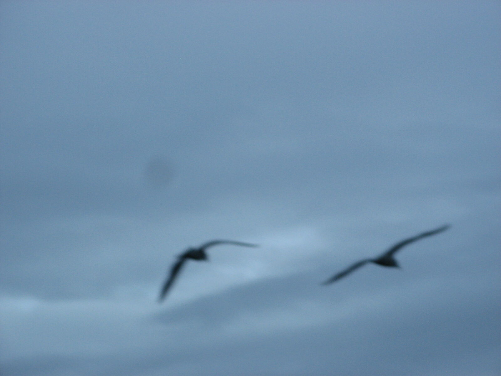 Canon POWERSHOT A700 sample photo. Blurry, seagulls, birds, blue photography