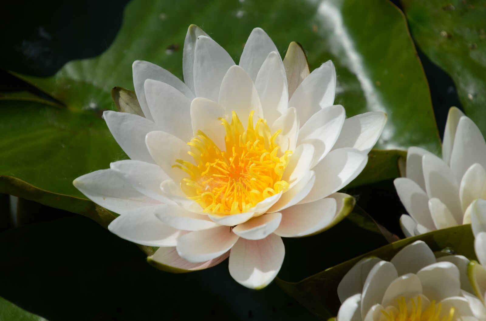 Nikon D7000 sample photo. Water lily, flower, nature photography