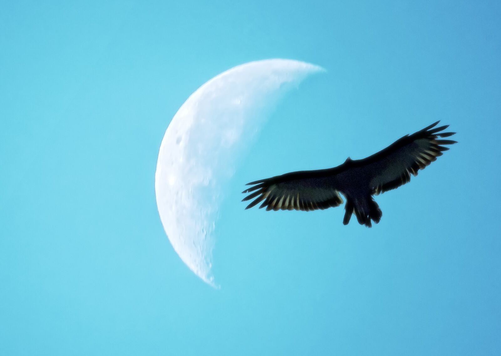 Canon PowerShot SX50 HS sample photo. Quarter moon, bird silhouette photography