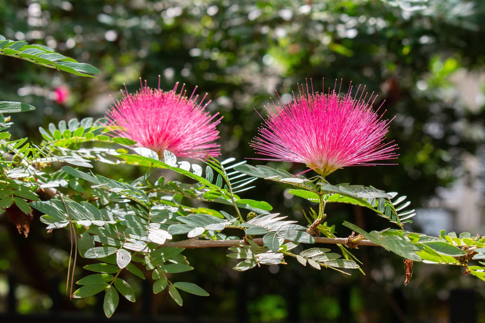 Nikon D7200 sample photo. Flower, pink, furry photography