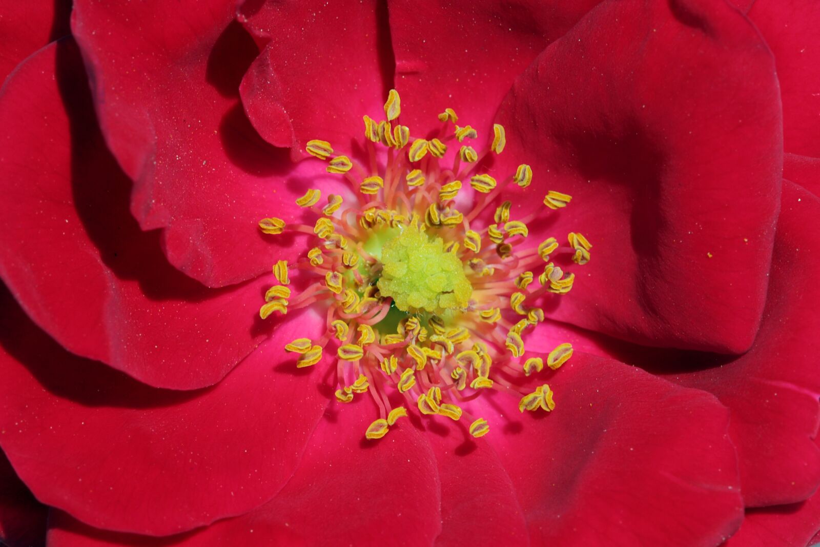 Canon EOS 6D Mark II sample photo. Rose, petal, flowers photography