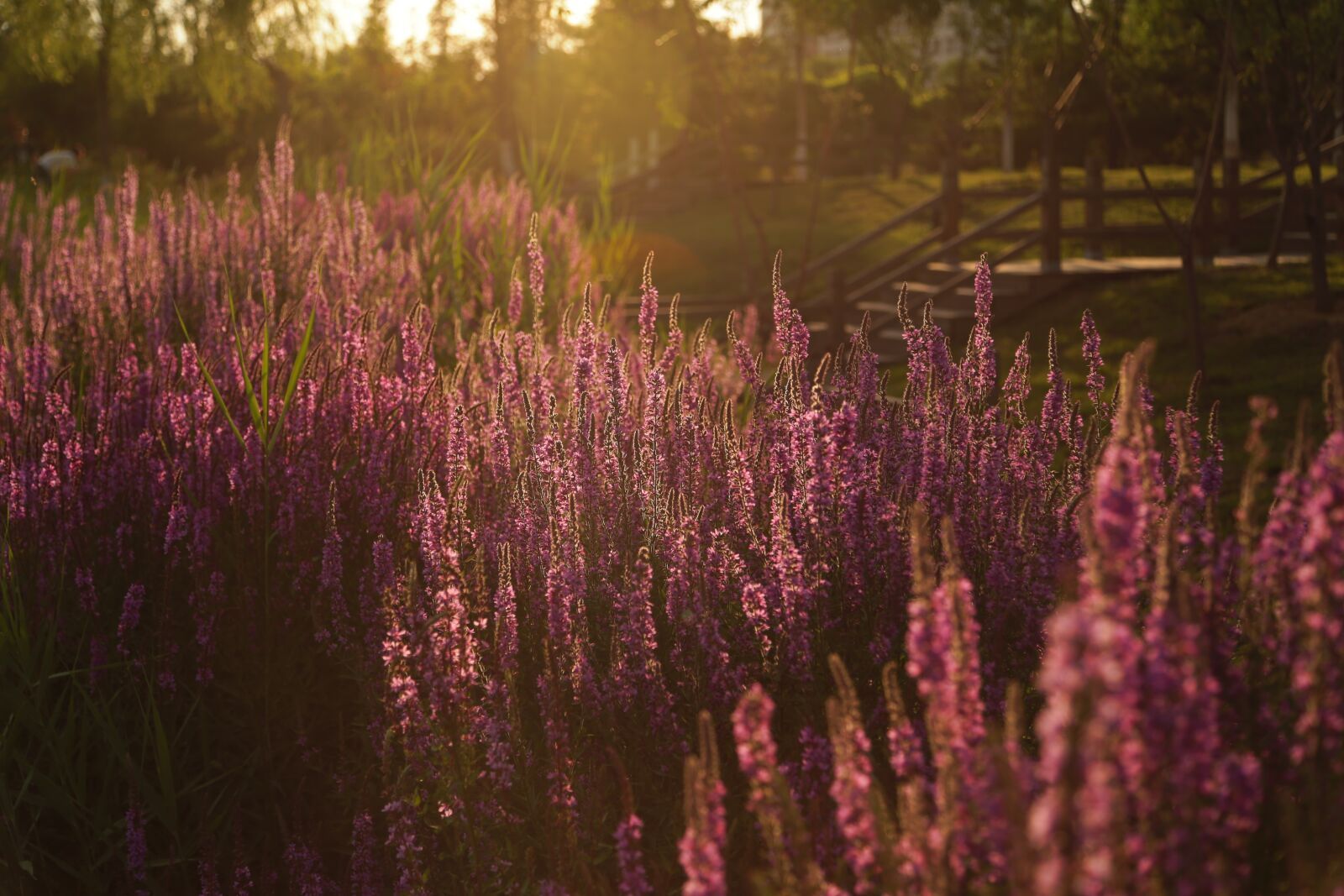 Canon EOS 6D + Canon EF 24-105mm F4L IS USM sample photo. The scenery, flower, realism photography