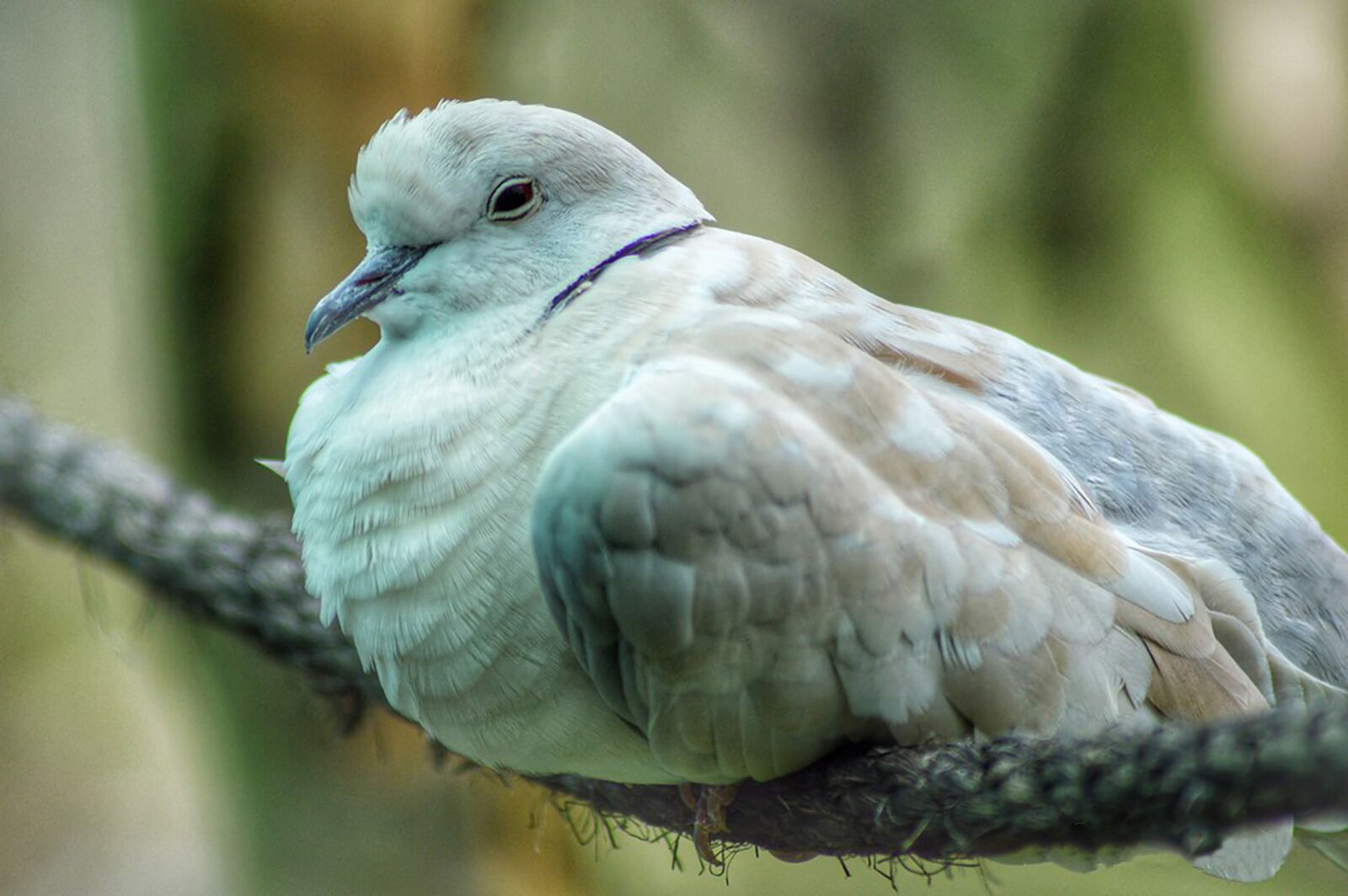 Nikon D3200 sample photo. Pigeons, bird, fauna photography