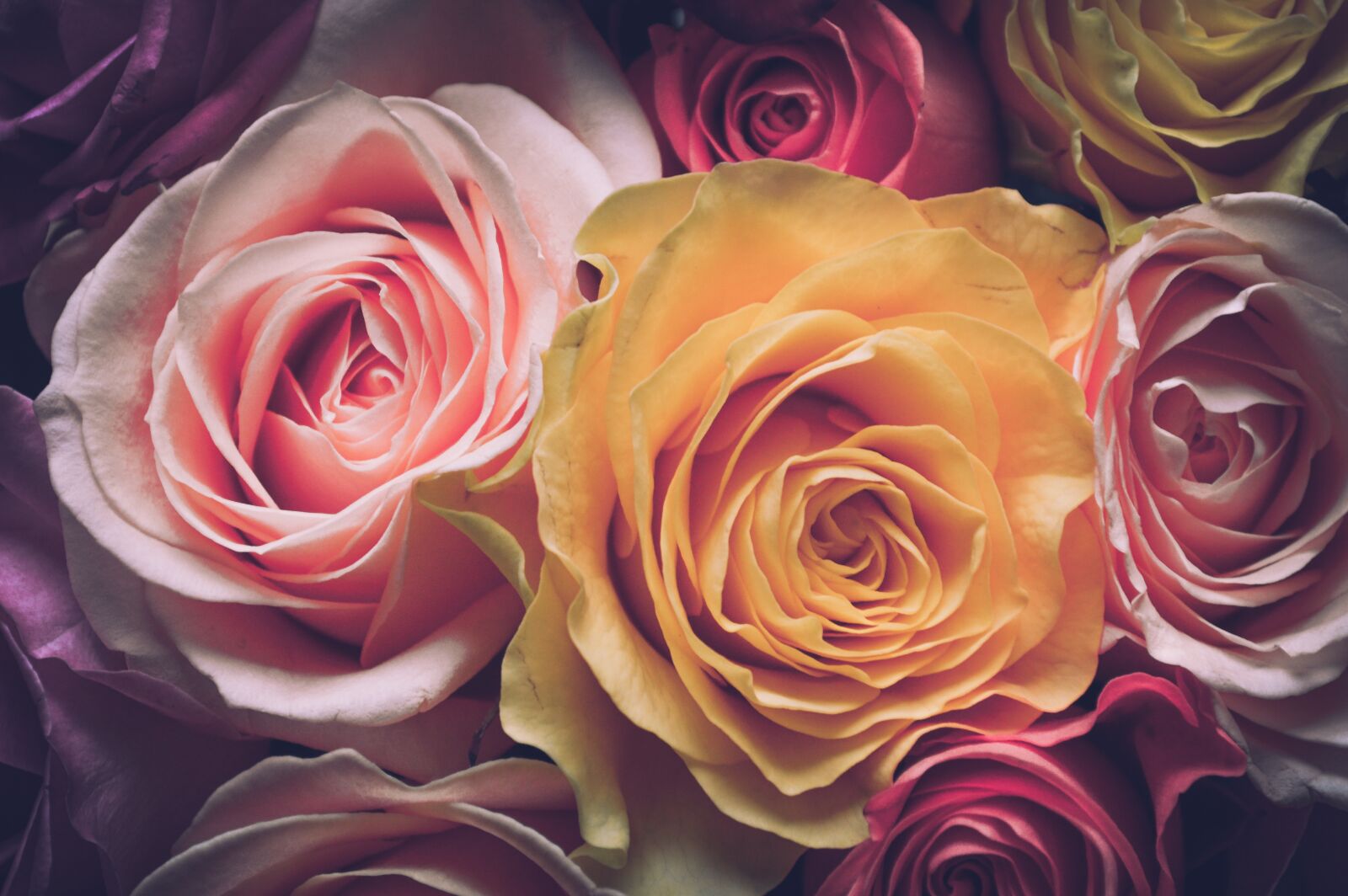 Nikon D3200 sample photo. Roses, bouquet, flowers photography