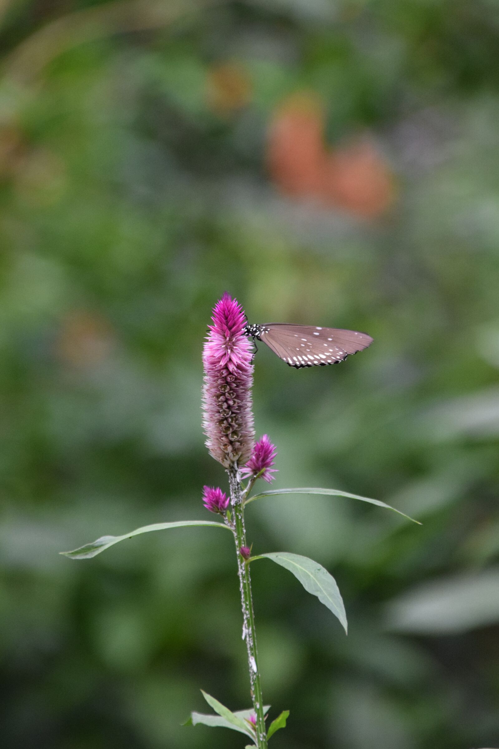 Nikon D5300 sample photo. Flowers, gardens, nature photography