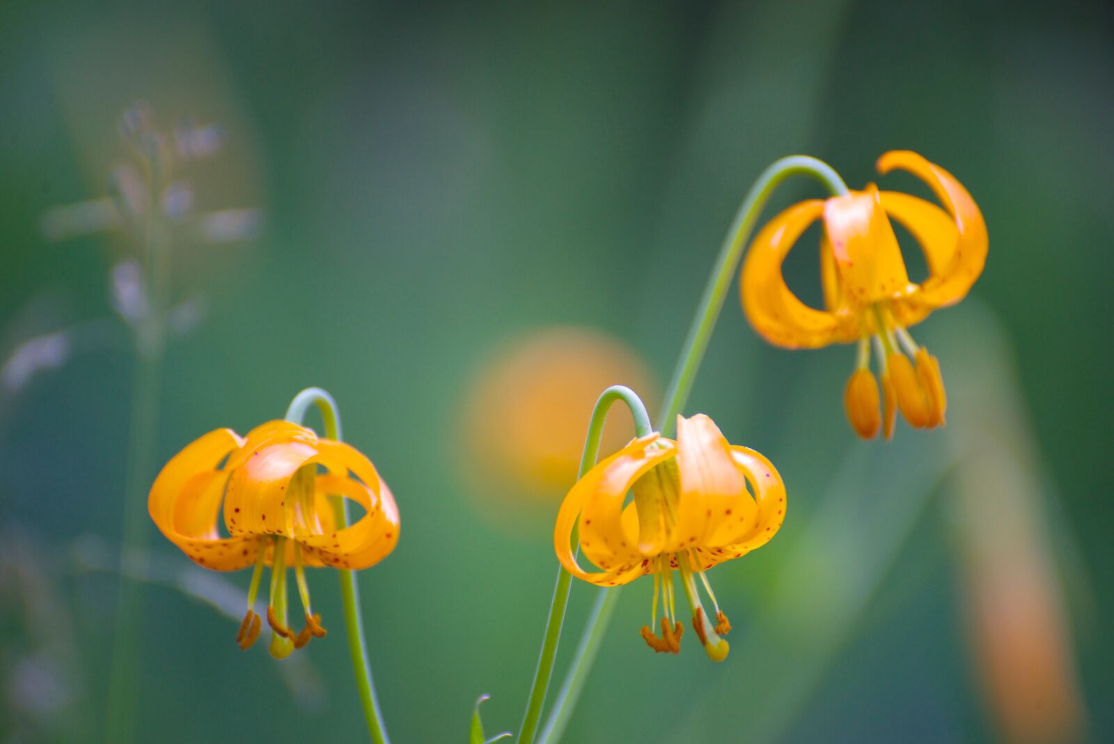 Nikon D600 sample photo. Wildflower, lily, nature photography