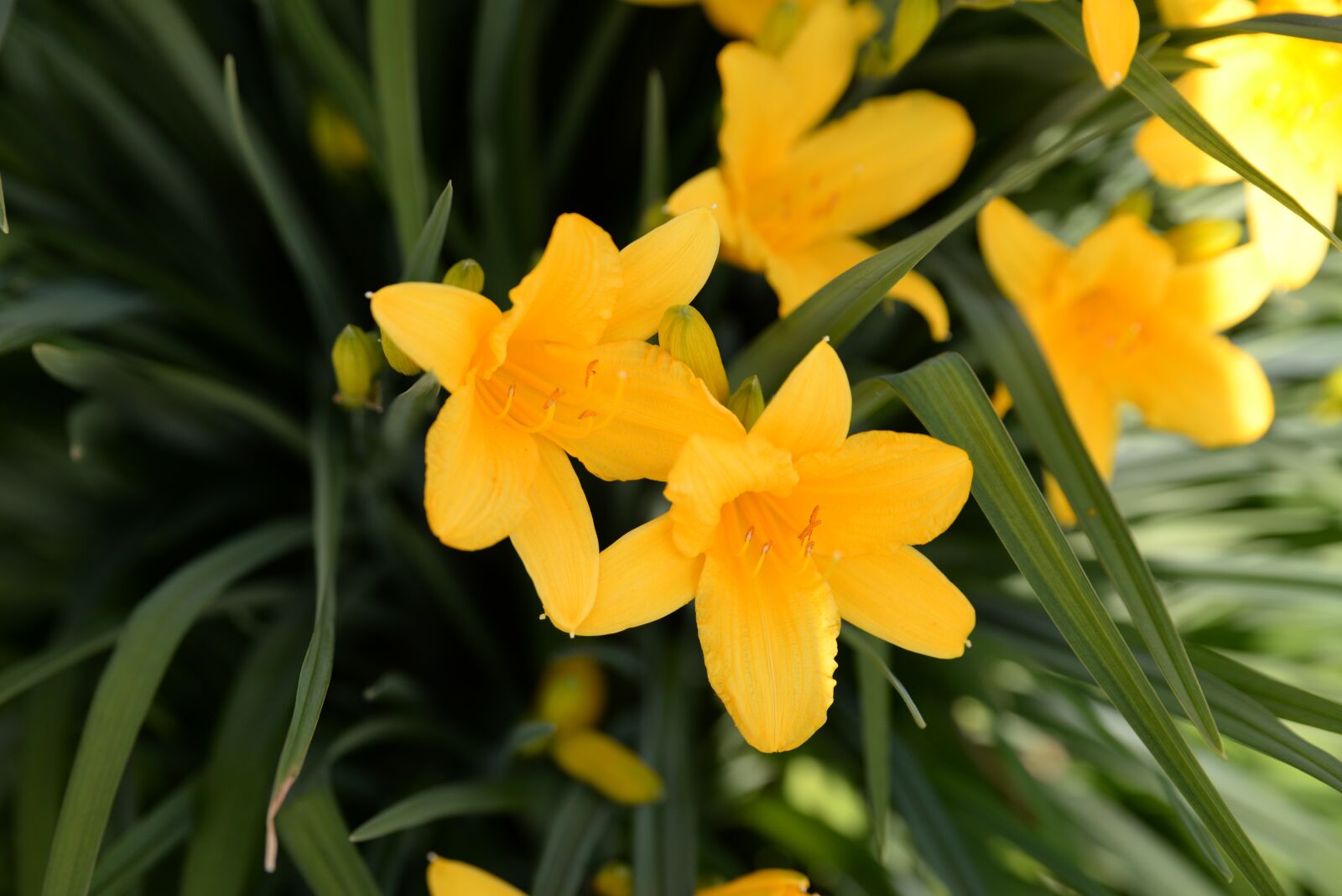 Nikon D610 sample photo. Flowers, flower, nature photography